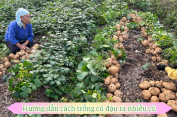 Học ngay cách trồng củ đậu tại nhà giòn ngọt chuẩn organic