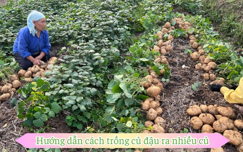 Hướng dẫn cách trồng củ đậu ra nhiều củ