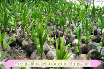 Cách trồng dừa đúng để đạt năng suất cao và giá trị kinh tế