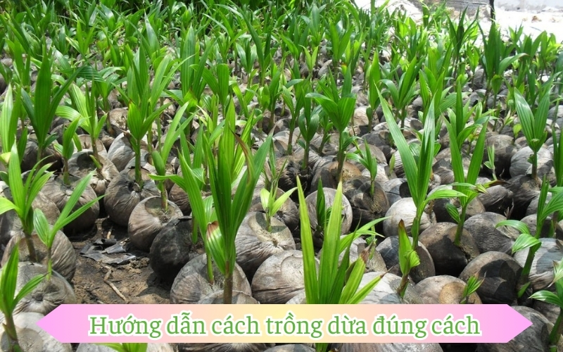 Hướng dẫn cách trồng dừa đúng cách