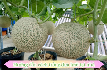 Cách trồng dưa lưới tại nhà dễ hiểu và hiệu quả ngay lần đầu