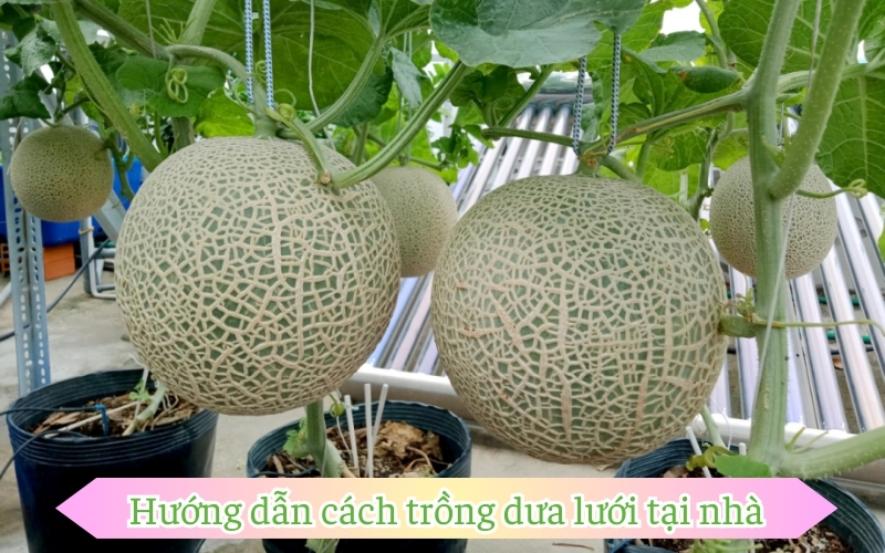 Hướng dẫn cách trồng dưa lưới tại nhà