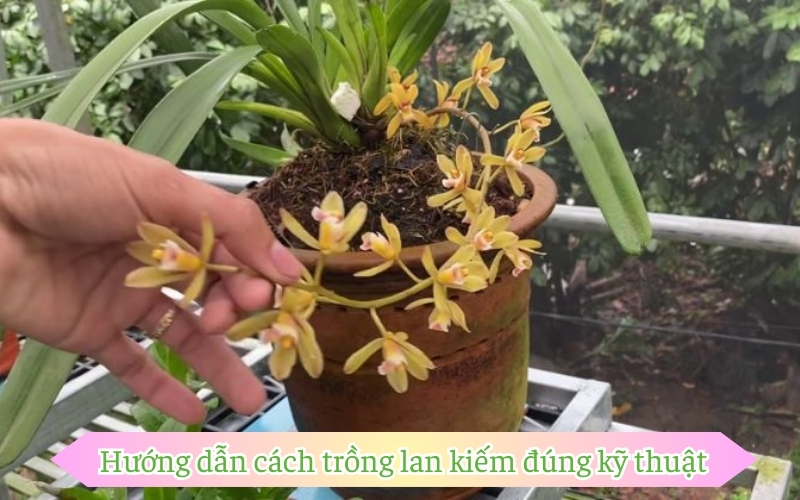 Hướng dẫn cách trồng lan kiếm đúng kỹ thuật