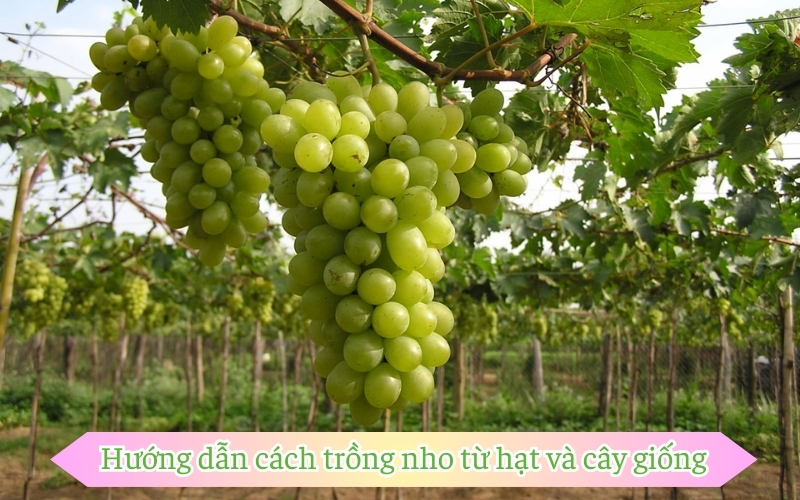 Hướng dẫn cách trồng nho từ hạt và cây giống