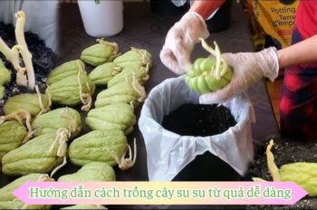 5 cách trồng quả su su​ và chăm sóc để cây ra nhiều quả ngon