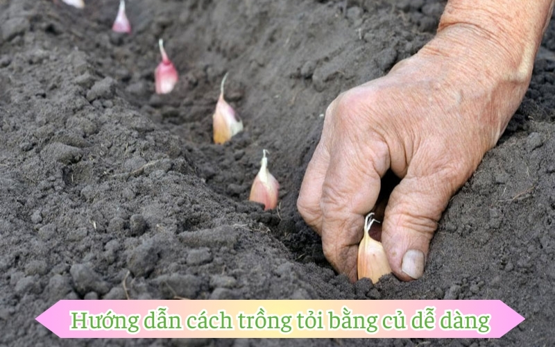 Hướng dẫn cách trồng tỏi bằng củ dễ dàng