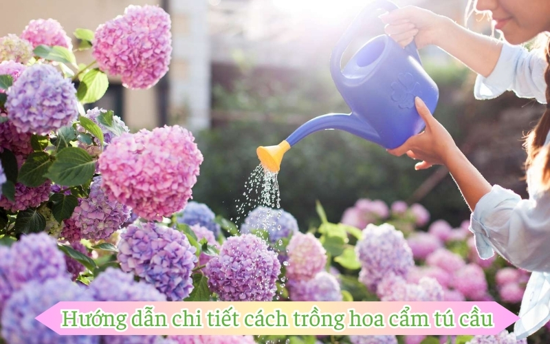 Hướng dẫn chi tiết cách trồng hoa cẩm tú cầu