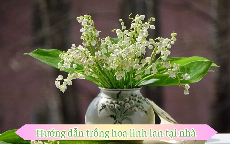 Hướng dẫn trồng hoa linh lan tại nhà