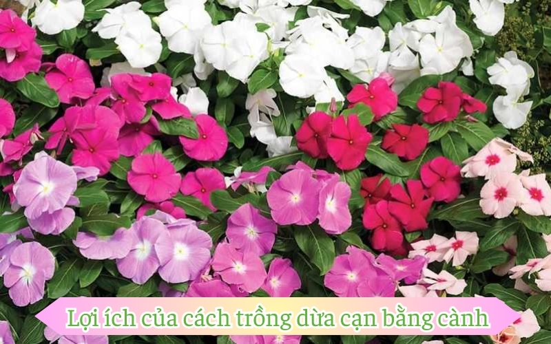 Lợi ích của cách trồng dừa cạn bằng cành