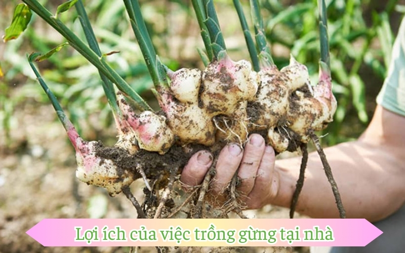 Lợi ích của việc trồng gừng tại nhà