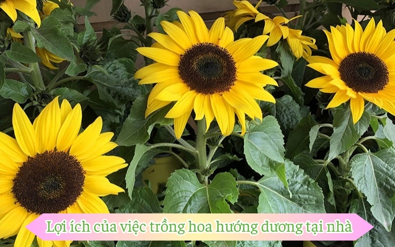 Lợi ích của việc trồng hoa hướng dương tại nhà