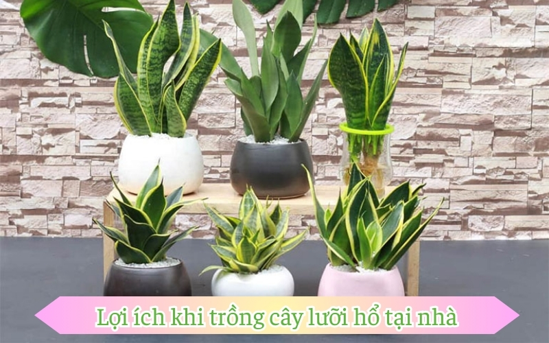 Lợi ích khi áp dụng cách trồng cây lưỡi hổ