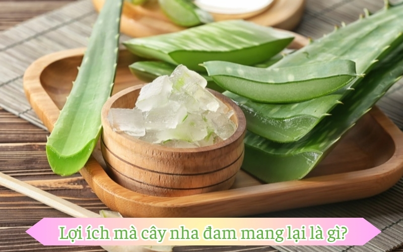 Lợi ích mà cây nha đam mang lại là gì?