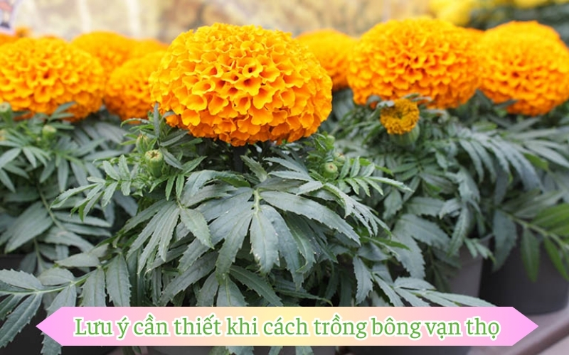 Lưu ý cần thiết khi cách trồng bông vạn thọ