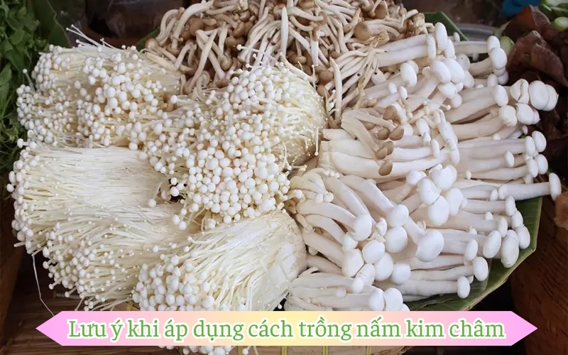 Lưu ý khi áp dụng cách trồng nấm kim châm tại nhà