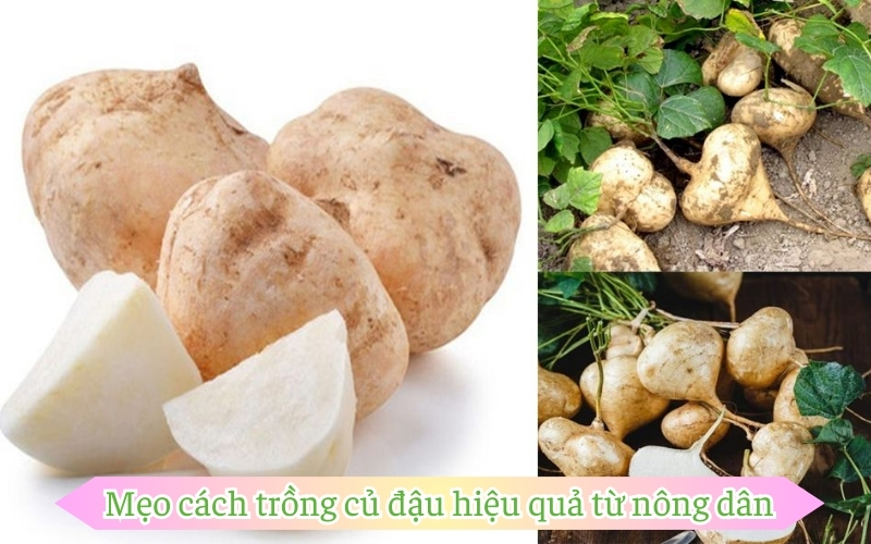 Mẹo cách trồng củ đậu hiệu quả từ nông dân