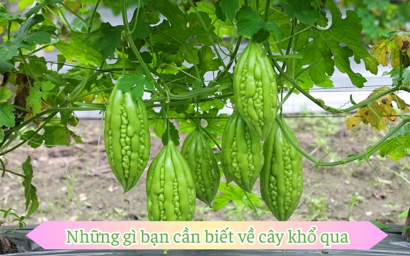 Những gì bạn cần biết về cây khổ qua