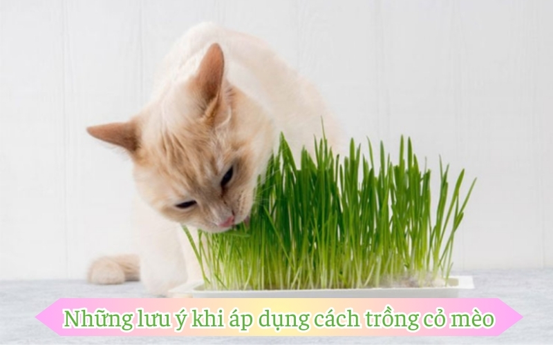 Những lưu ý khi áp dụng cách trồng cỏ mèo