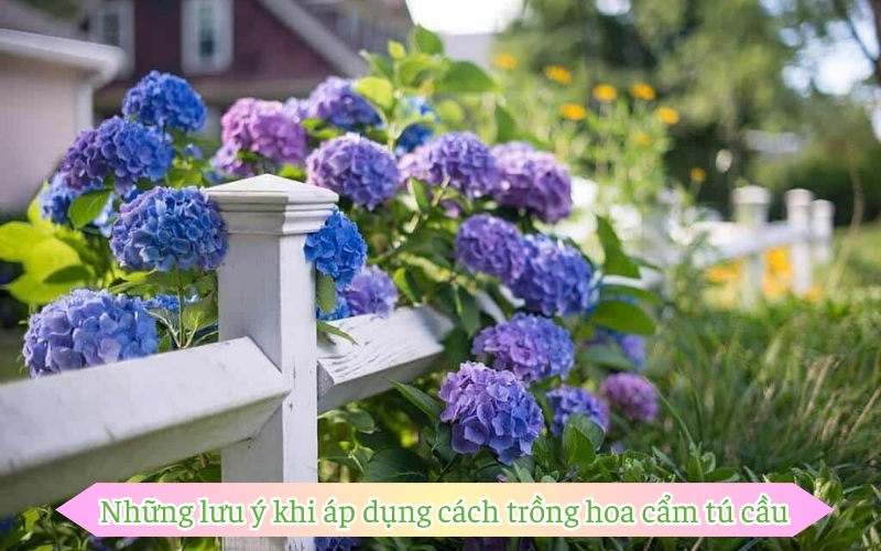 Những lưu ý khi áp dụng cách trồng hoa cẩm tú cầu