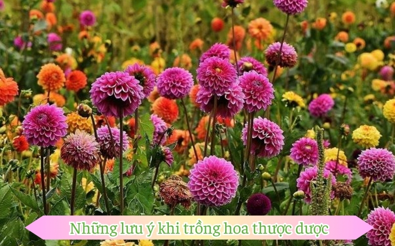 Những lưu ý khi trồng hoa thược dược