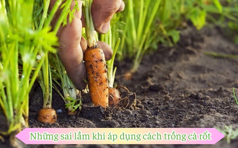 Cách trồng cà rốt bằng nước