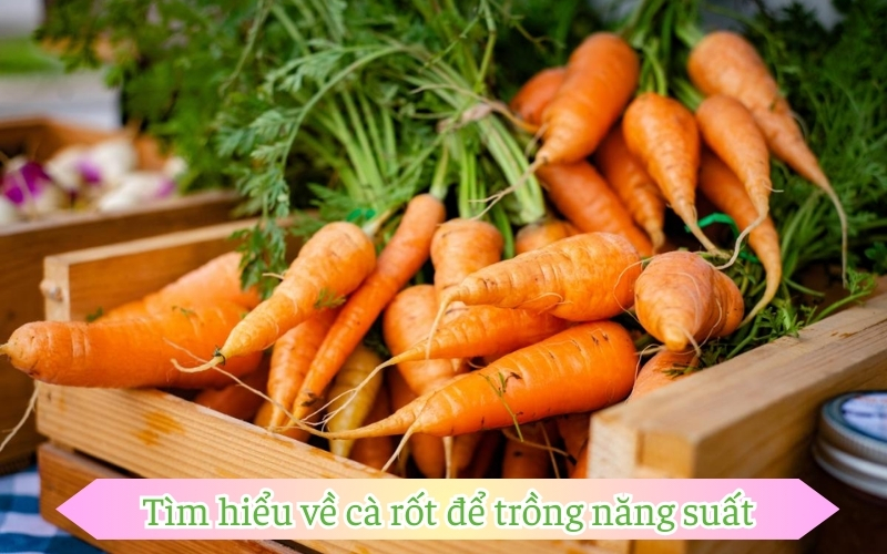 Tìm hiểu về cà rốt để trồng năng suất