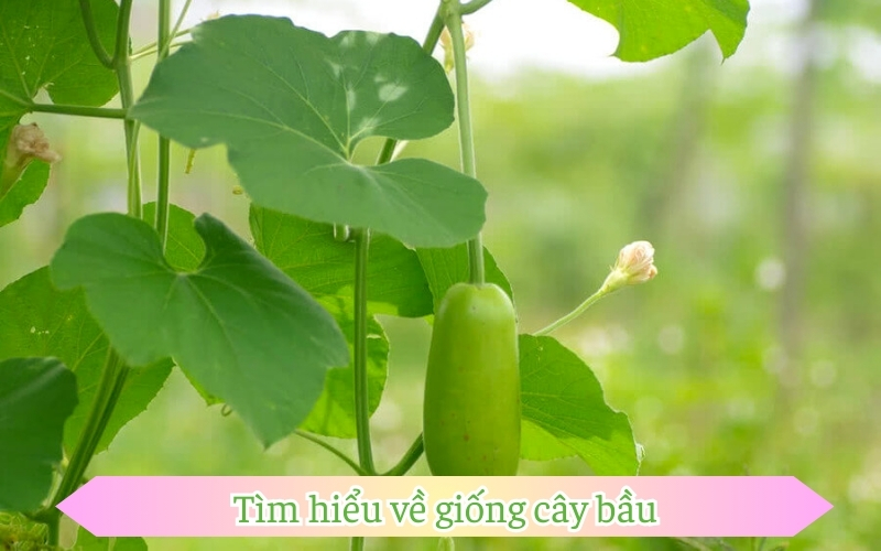 Tìm hiểu về giống cây bầu