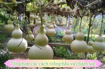 Cách trồng bầu sai trĩu quả và những công dụng không ngờ tới