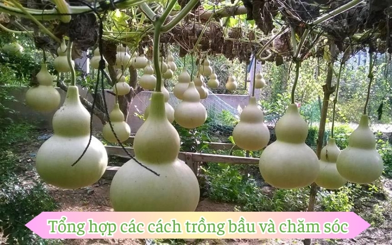 Tổng hợp các cách trồng bầu và chăm sóc​