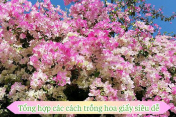 Chia sẻ cách trồng hoa giấy tại nhà không khó như bạn nghĩ