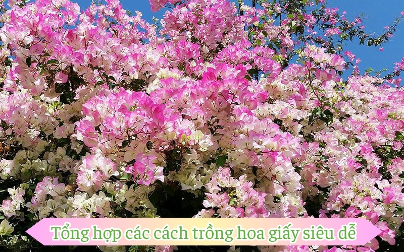 Tổng hợp các cách trồng hoa giấy siêu dễ