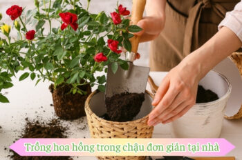 Top 5 Cách trồng hoa hồng siêu dễ cho vườn nhà luôn rực rỡ