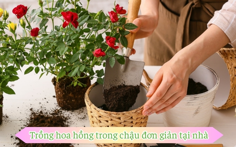 Trồng hoa hồng trong chậu đơn giản tại nhà