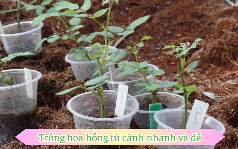 Trồng hoa hồng từ cành nhanh và dễ