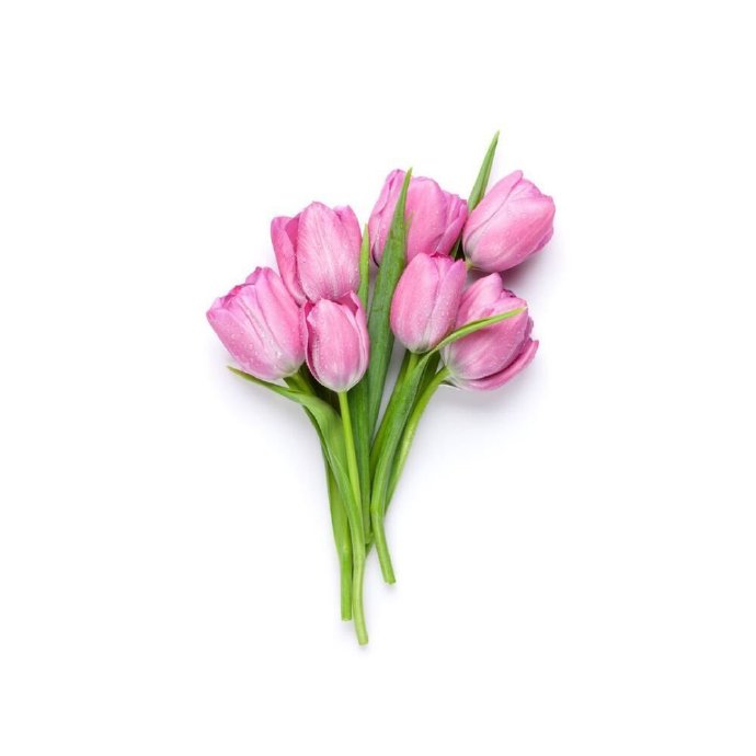 Avatar hoa Tulip đa dạng màu 3