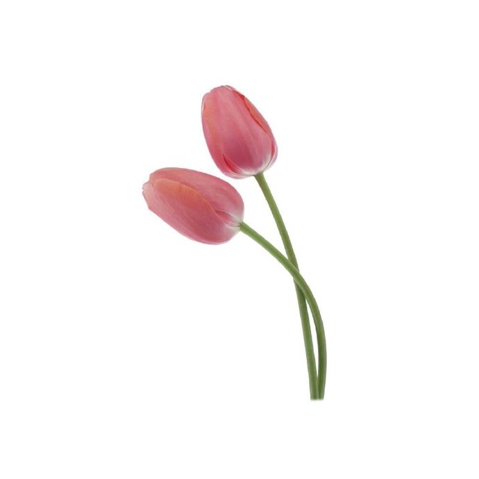 Avatar hoa Tulip đa dạng màu 7