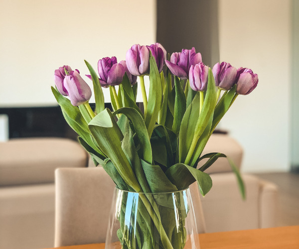 Cách trồng hoa tulip trong nước​