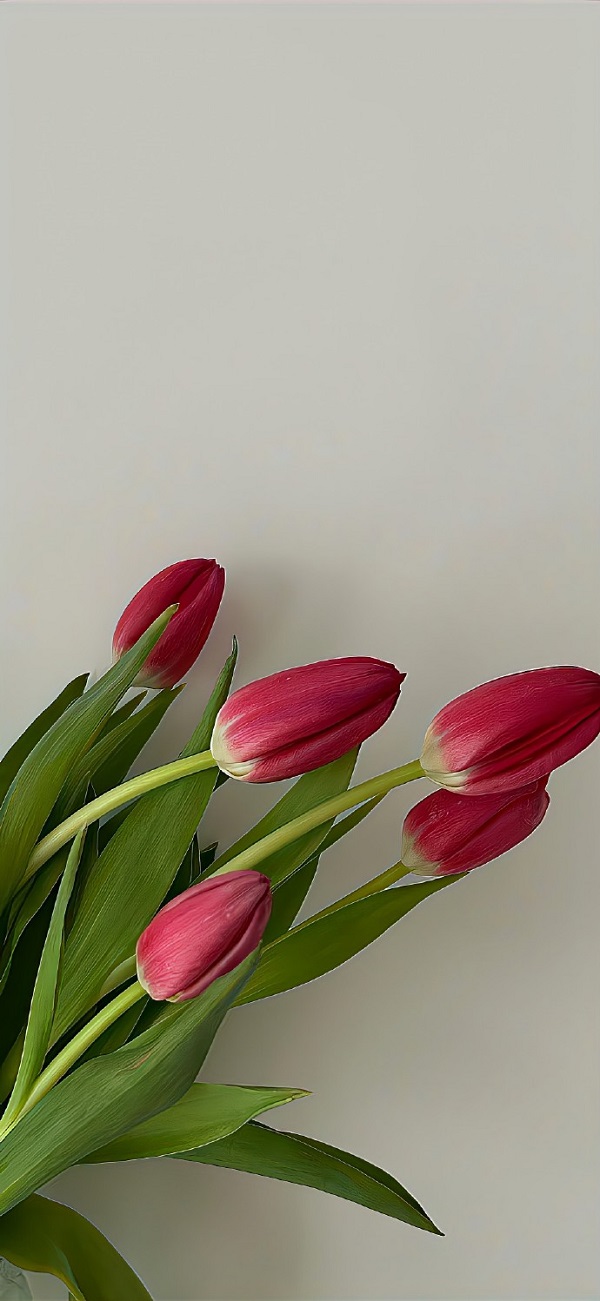 hình nền điện thoại hoa tulip​ 8