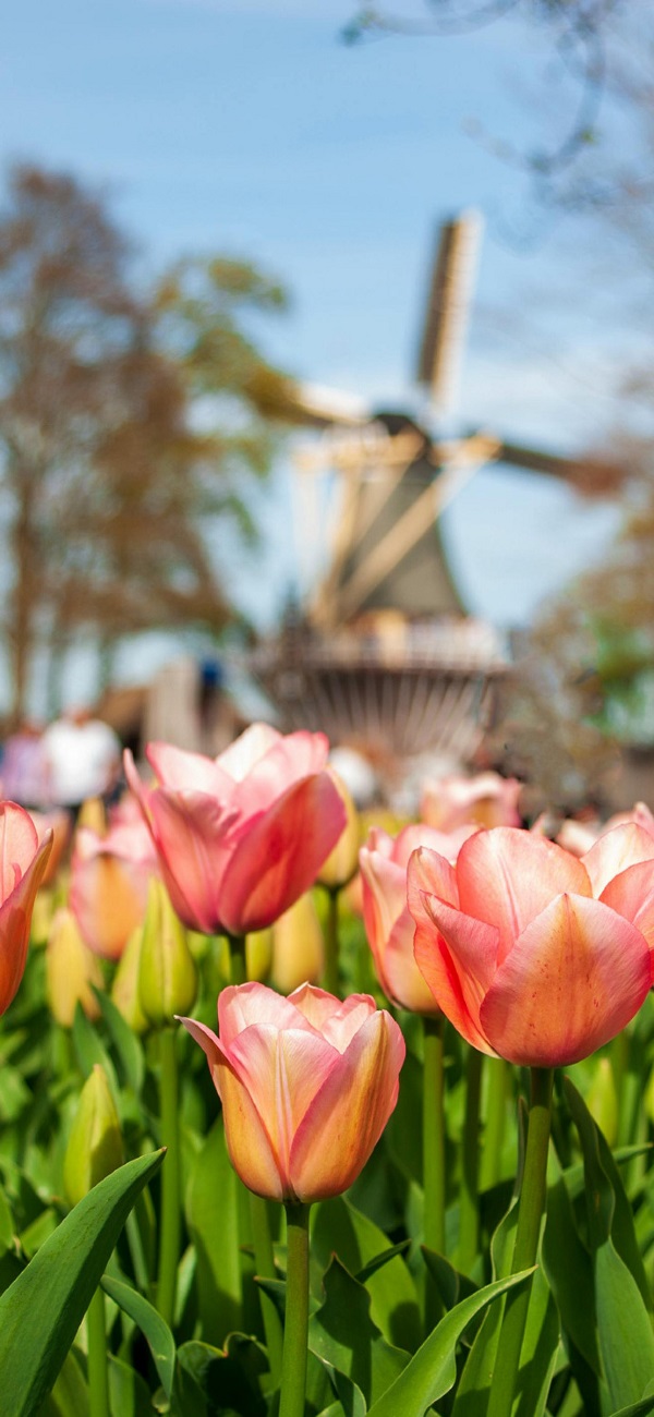 hình nền hoa tulip cho điện thoại​