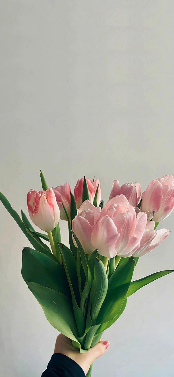 hình nền hoa tulip đẹp​ 2