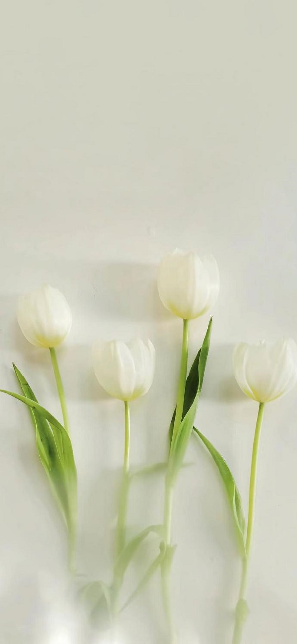 hình nền hoa tulip đẹp​ 4