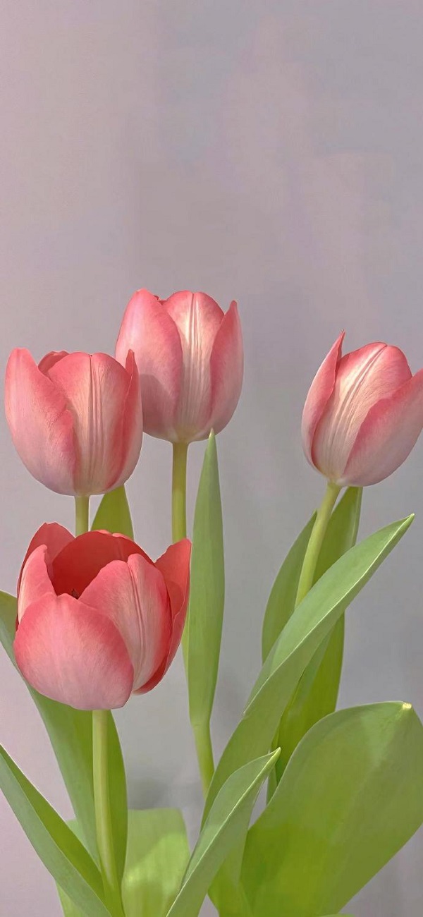 hình nền hoa tulip đẹp​ 5