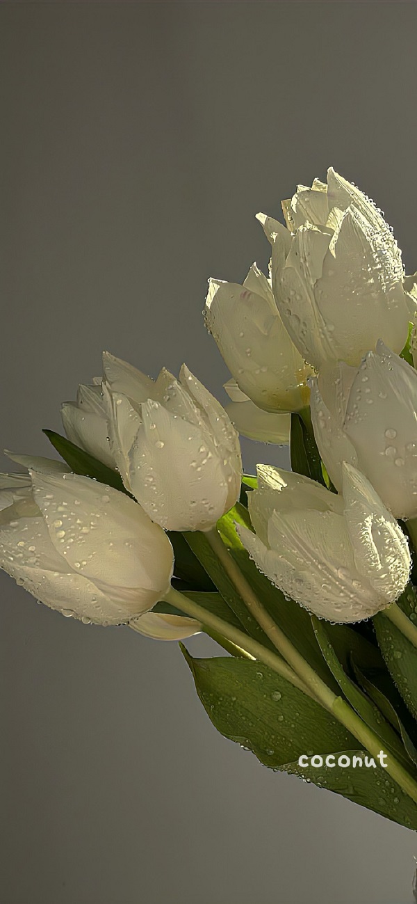 hình nền hoa tulip full hd​ 4