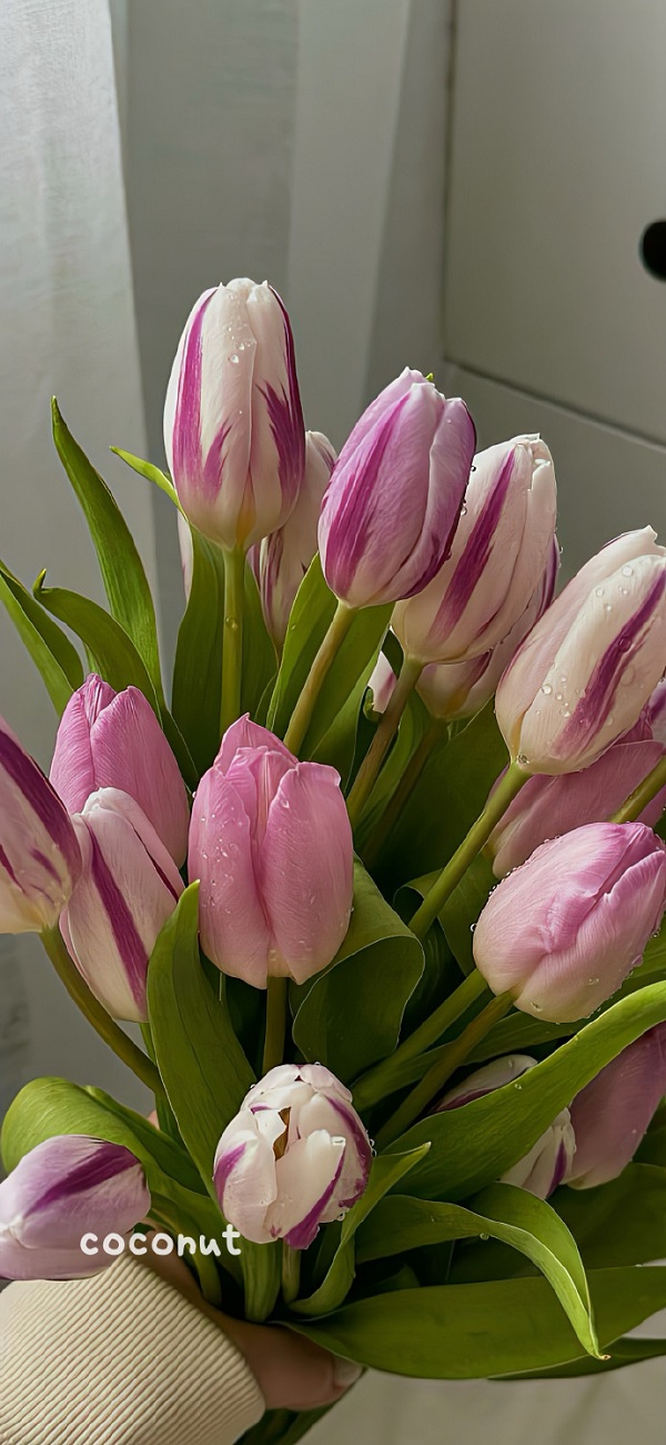 hình nền hoa tulip full hd​ 6