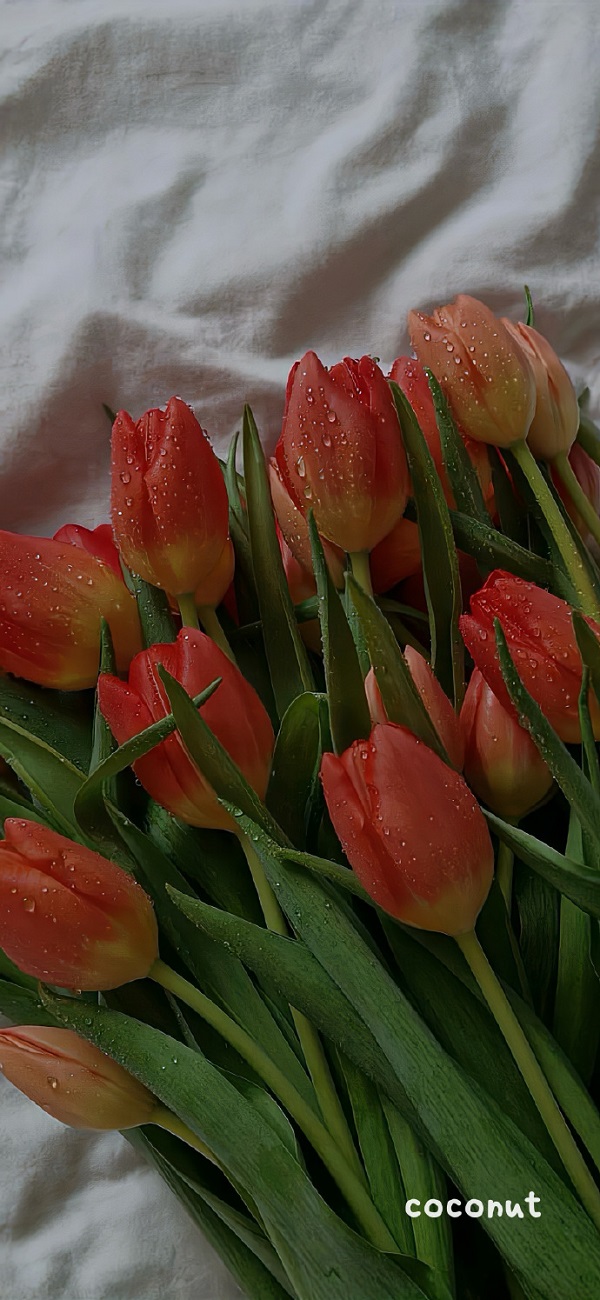 hình nền hoa tulip full hd​ 7