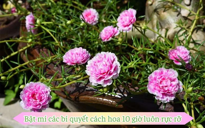 Bật mí các bí quyết cách hoa 10 giờ luôn rực rỡ