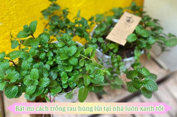 Top 11 cách trồng rau húng lủi xanh tươi và nhanh phát triển