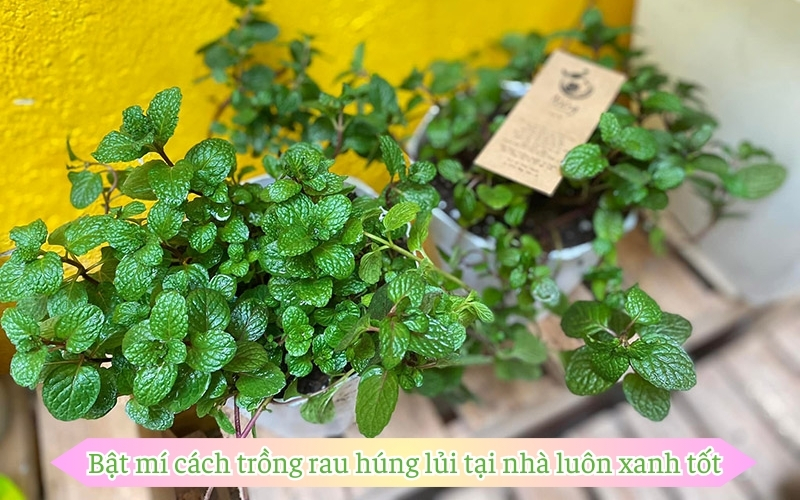 Bật mí cách trồng rau húng lủi tại nhà luôn xanh tốt