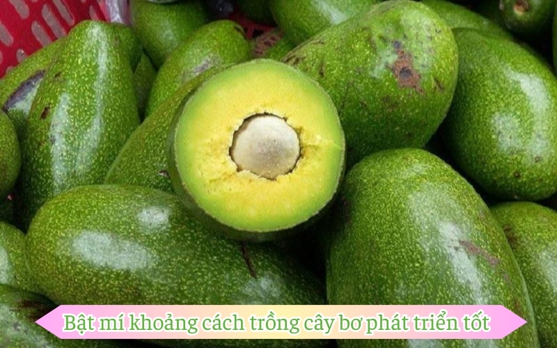 Bật mí khoảng cách trồng cây bơ​ phát triển tốt