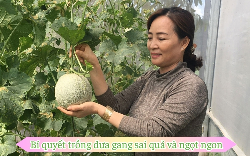 Bí quyết trồng dưa gang sai quả và ngọt ngon